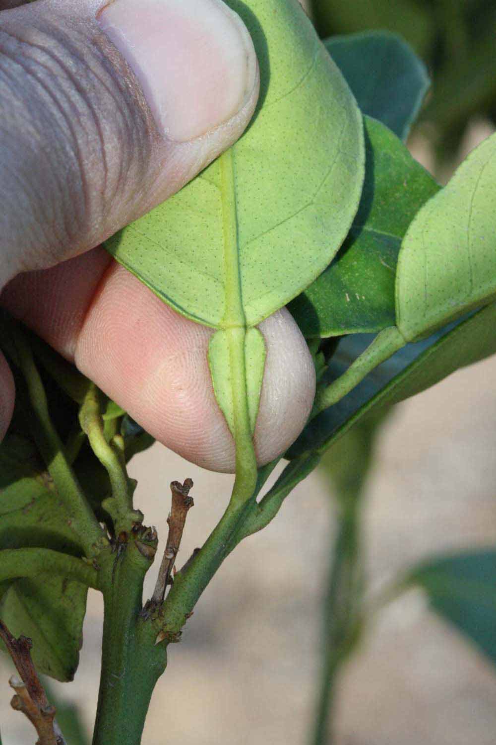              Petiole (Riverside, CA)       